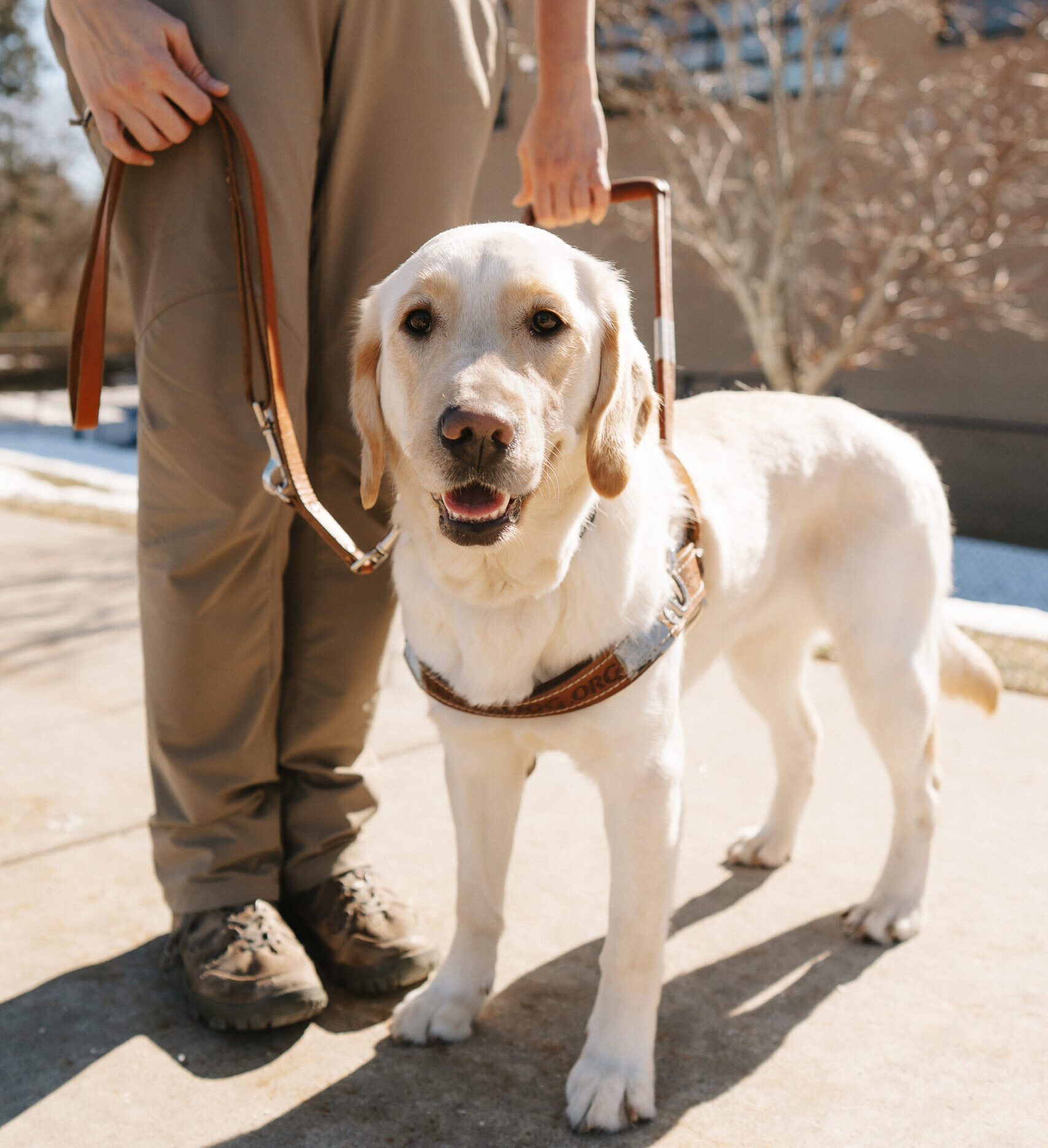 A yellow Labrador guide dog wearing a harness stands next to their handler outside on the Leader Dogs for the Blind campus.